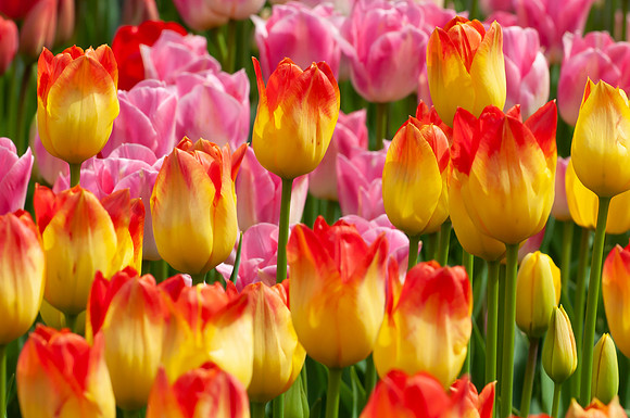 Flowers-8