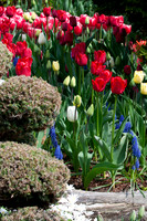 Flowers-9