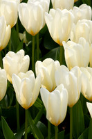 Flowers-6