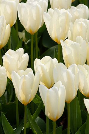 Flowers-6