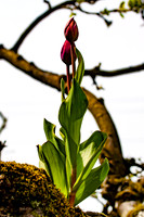 Flowers-11