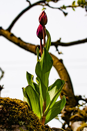 Flowers-11