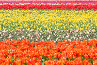 Flowers-4