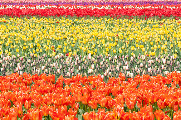 Flowers-4