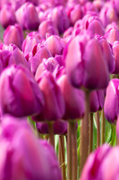Flowers-3