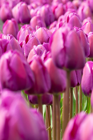 Flowers-3