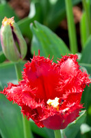 Flowers-7