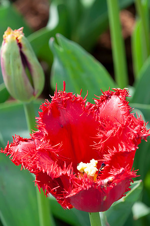 Flowers-7