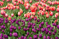 Flowers-5