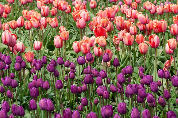 Flowers-5