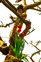 Flowers-10