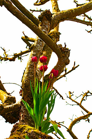 Flowers-10