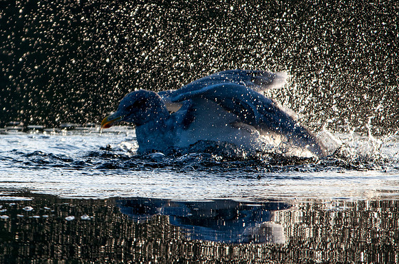 11-03-19_0919