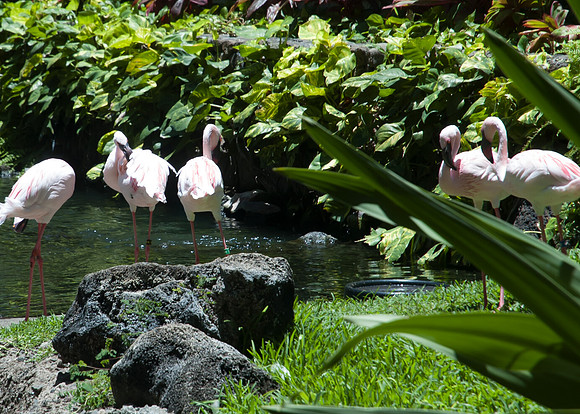 Oahu 2009_0100