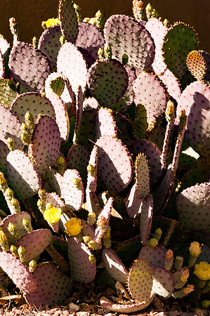 Sedona Trip_0183