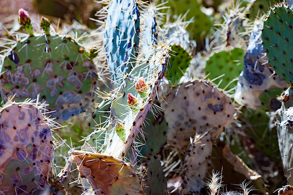Sedona Trip_0174