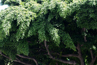 Hawaii 2014-014