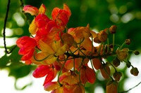 Hawaii 2014-039
