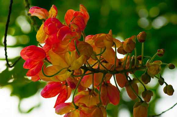 Hawaii 2014-039