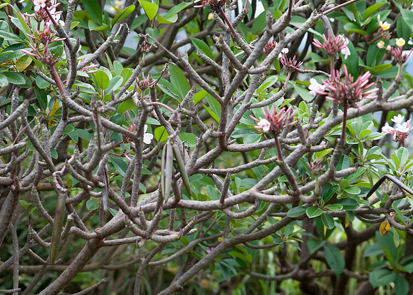 Maui050417_0103