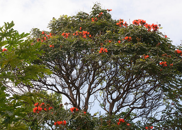 Maui050317_0073