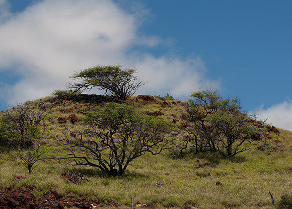 Maui050317_0055