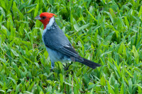 Hawaii 2014-036