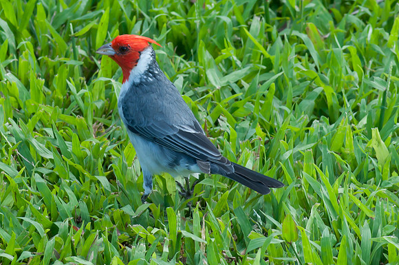 Hawaii 2014-036