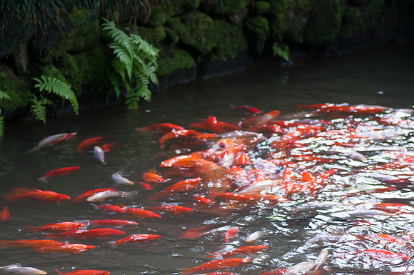Hawaii 2014-063