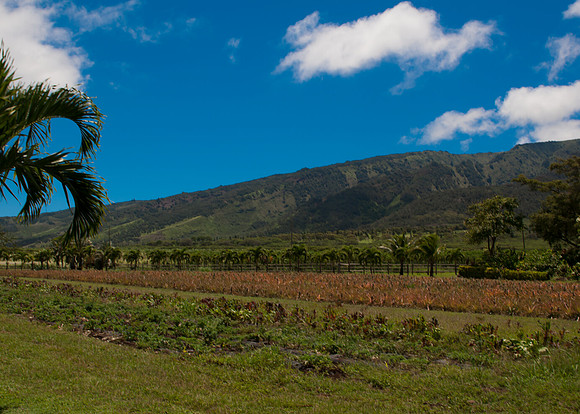 Maui050417_0086