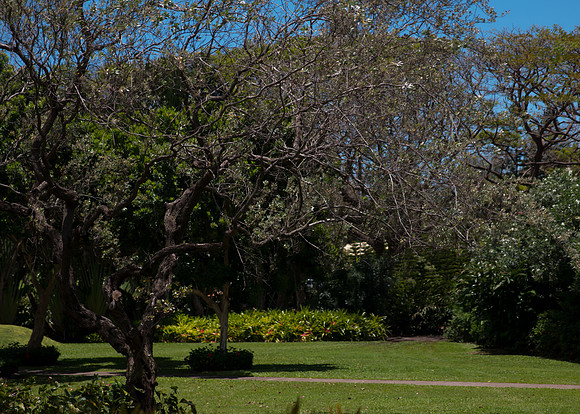 Maui050417_0074