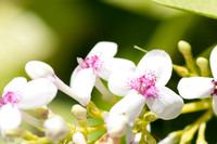 Hawaii 2014-021