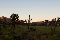 Joshua Tree_042419_057