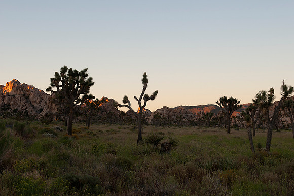 Joshua Tree_042419_057