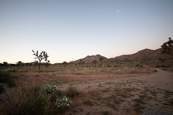 Joshua Tree_042419_030