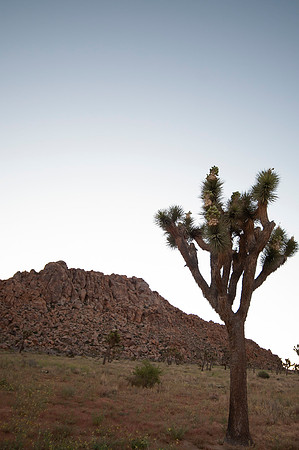 Joshua Tree_042419_033