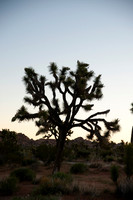 Joshua Tree_042419_051