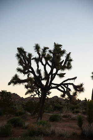 Joshua Tree_042419_051