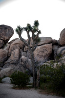 Joshua Tree_042419_043