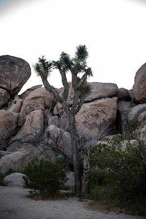 Joshua Tree_042419_043
