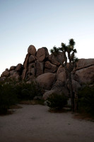 Joshua Tree_042419_045