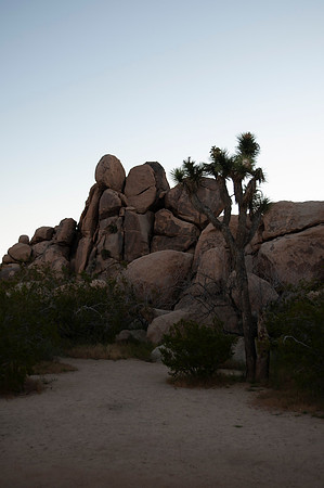 Joshua Tree_042419_045