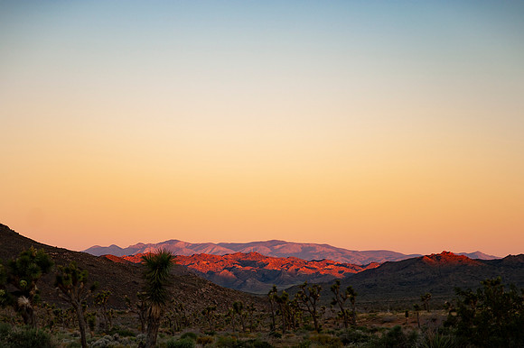 Joshua Tree_042419_046