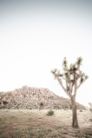 Joshua Tree_042419_034