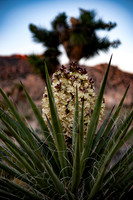 Joshua Tree_042419_048
