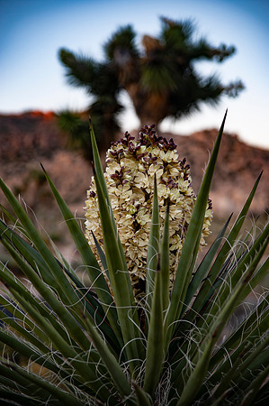 Joshua Tree_042419_048