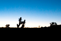 Joshua Tree_042419_000