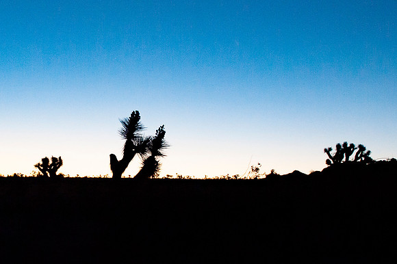 Joshua Tree_042419_000