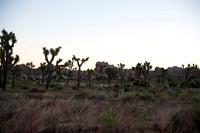 Joshua Tree_042419_054