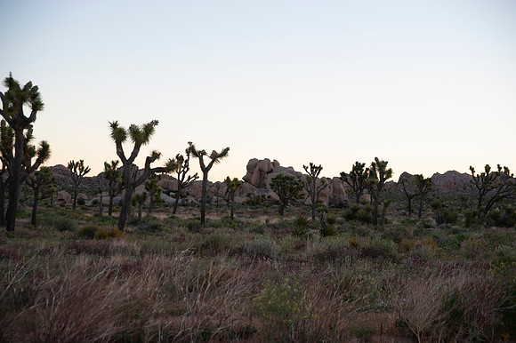 Joshua Tree_042419_054